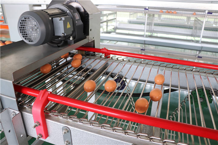 自動(dòng)集蛋線