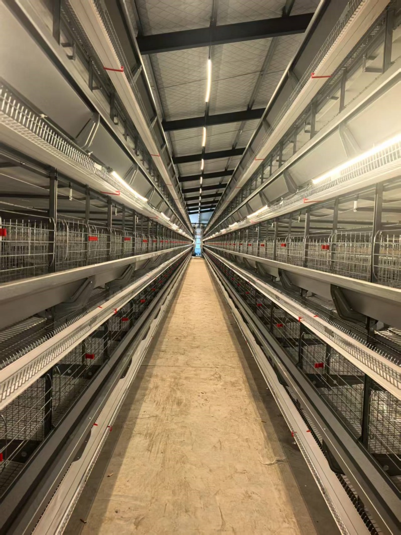 四層層疊蛋雞籠