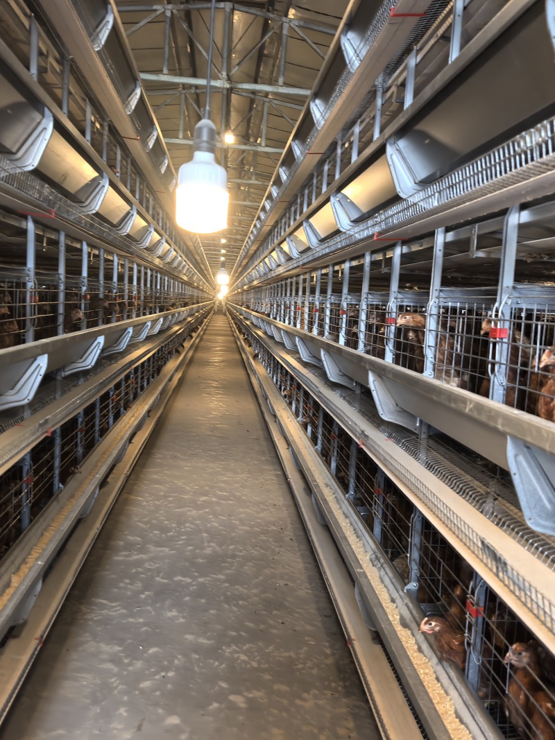 四層層疊蛋雞籠_1