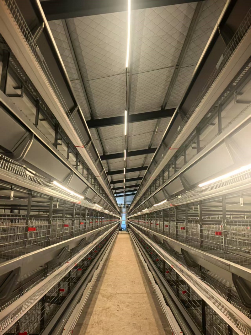 層疊蛋雞設(shè)備配燈管_1