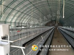 雛雞育雛期的培育目標(biāo)