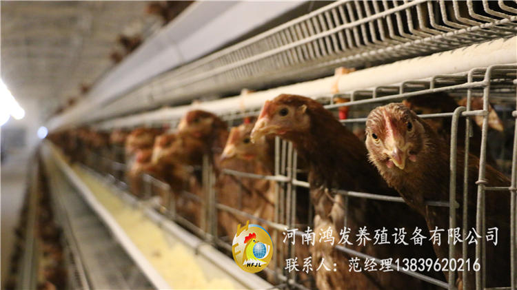 雞籠,蛋雞籠,雞籠價格