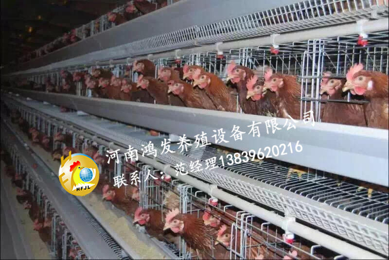 蛋雞籠,雞籠,雞舍環(huán)境保護(hù)的方法