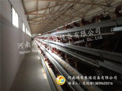 影響蛋雞籠養(yǎng)雞產(chǎn)蛋質(zhì)量的因素