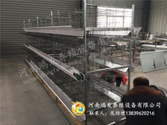 炎熱季節(jié)蛋雞籠蛋雞管理的辦法！ ！