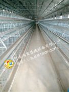 正確從蛋雞籠抓雞、運雞減少外傷的方法！