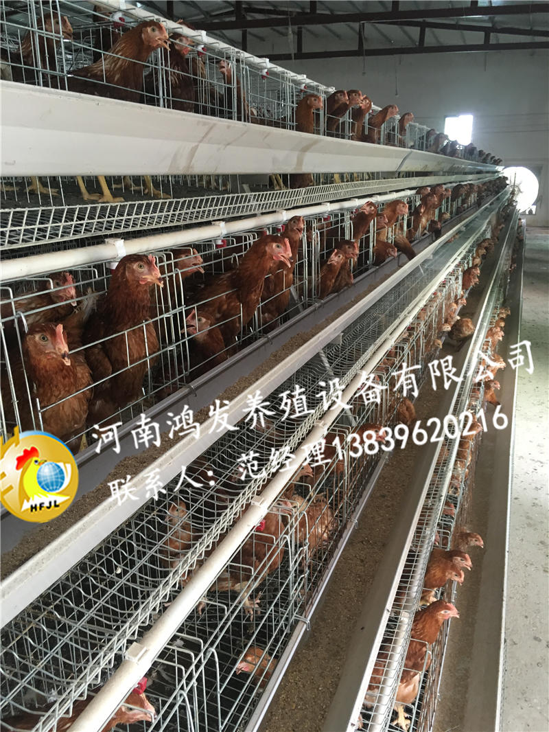 肉雞籠,雞籠,養(yǎng)小雞籠