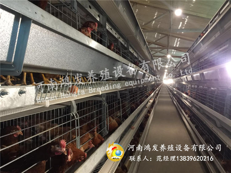 養(yǎng)蛋雞籠子,雞籠,蛋雞籠