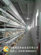 蛋雞籠產(chǎn)蛋雞夏季怎么管理！