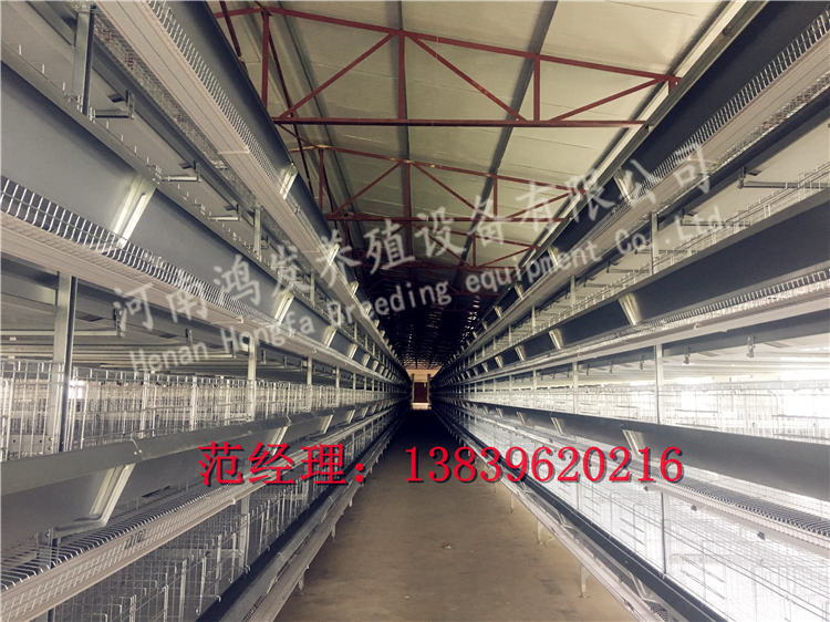 蛋雞籠,雞籠廠家,籠養(yǎng)雞